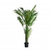 planta-palmera-[1]